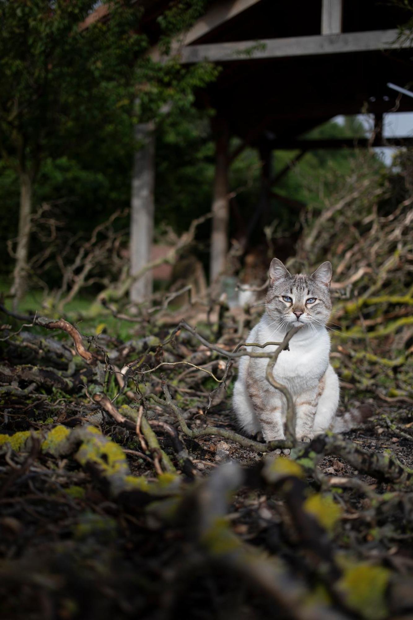 Le Chat Blanc Gite Versols-et-Lapeyre Екстер'єр фото