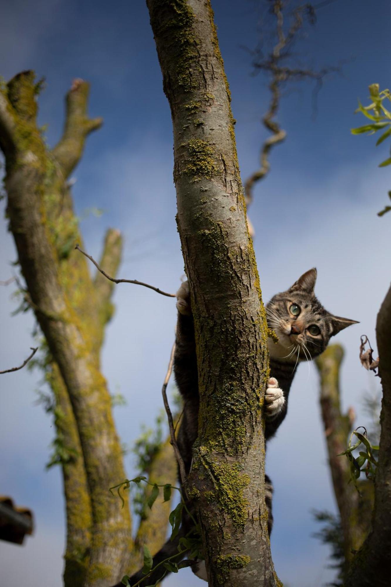 Le Chat Blanc Gite Versols-et-Lapeyre Екстер'єр фото
