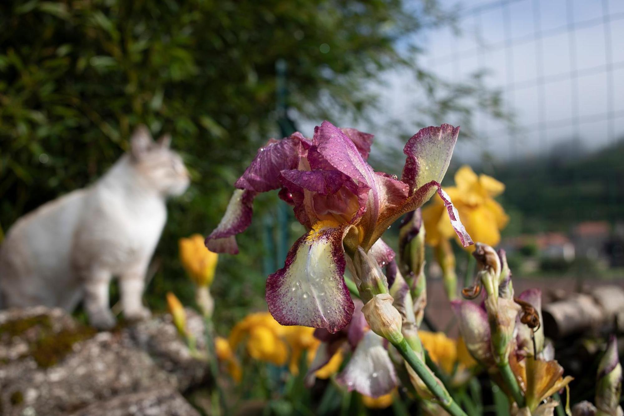 Le Chat Blanc Gite Versols-et-Lapeyre Екстер'єр фото